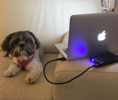 cute dog hanging out with a nice macbook