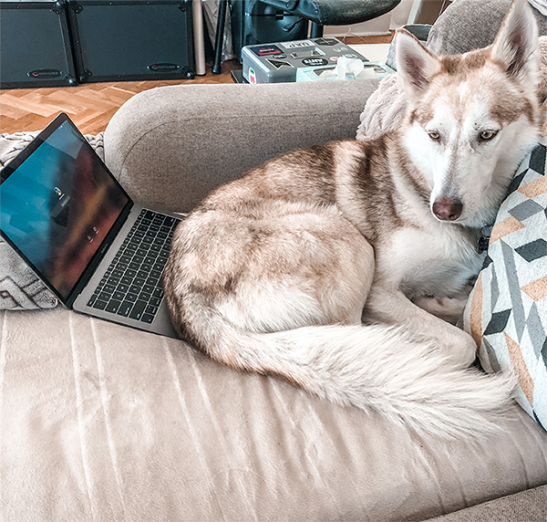 working from home tips for dog parents